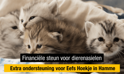 Eefs Hoekje in Hamme