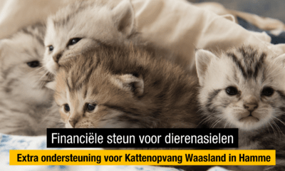 Kattenopvang Waasland